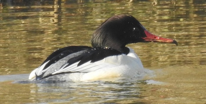 Goosander