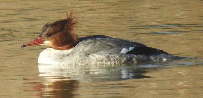 Goosander
