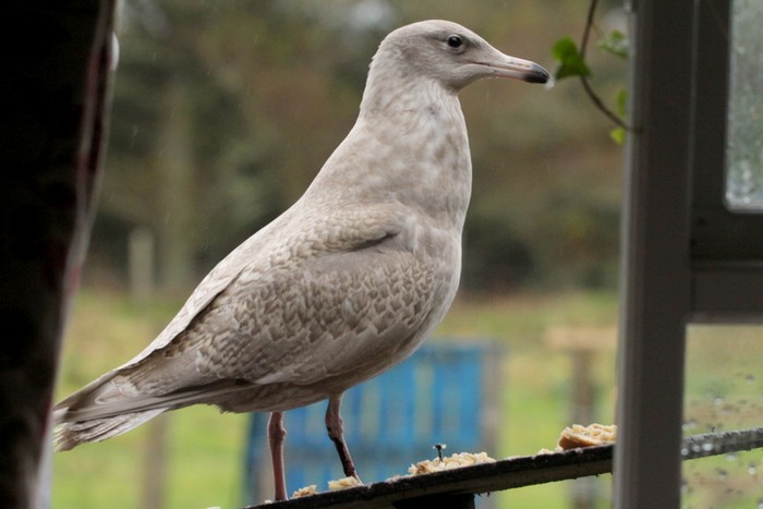 Glaucous Gull