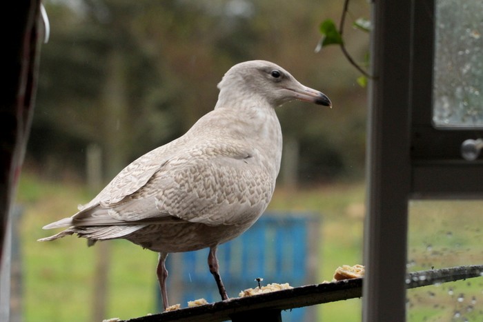 Glaucous Gull