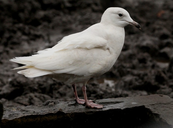 Iceland Gull
