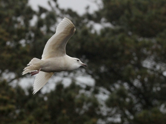Iceland Gull