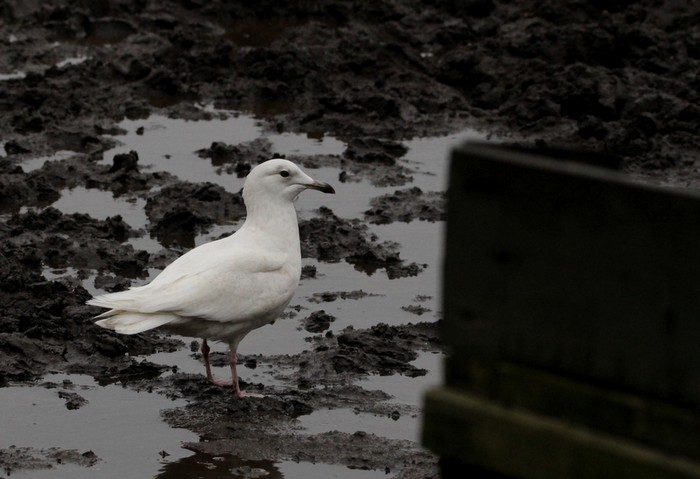 Iceland Gull