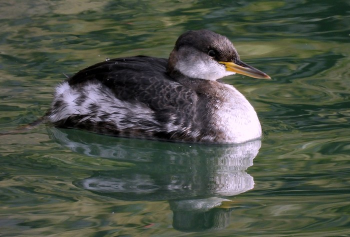 Red-necked Grebe