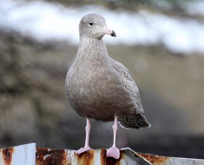 Glaucous Gull