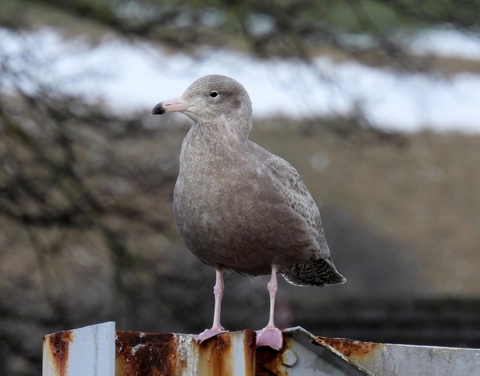 Glaucous Gull