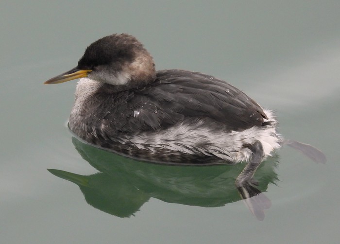 Red-necked Grebe