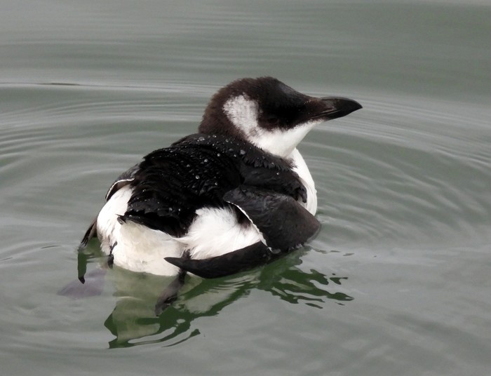 Razorbill