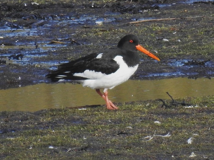 Oystercatcher