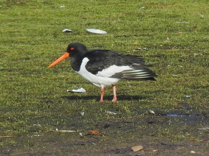 Oystercatcher