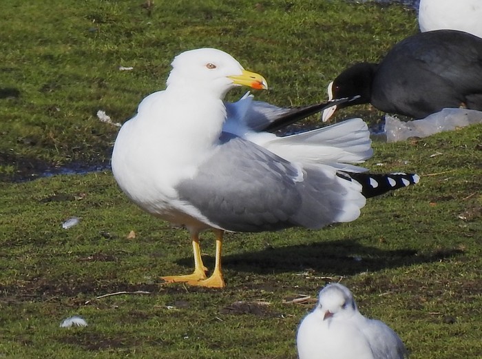 Yellow-legged Gull