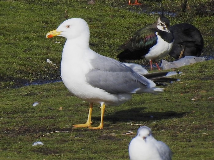Yellow-legged Gull