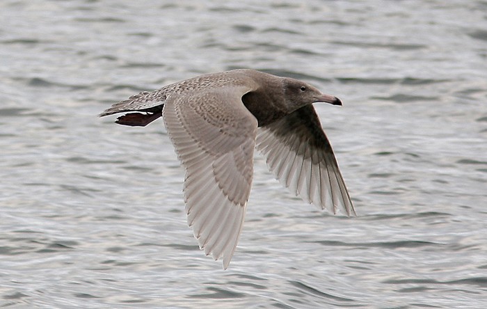Glaucous Gull