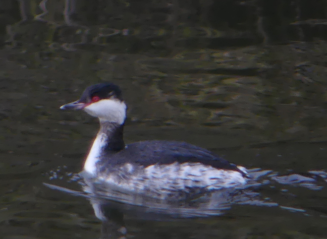 Slavonian Grebe