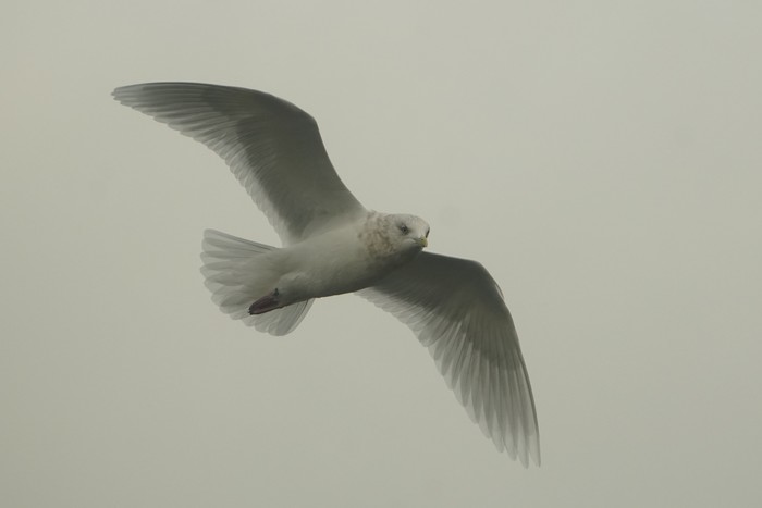 Iceland Gull