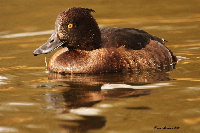 Tufted Duck