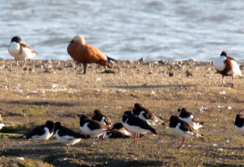 Ruddy Shelduck