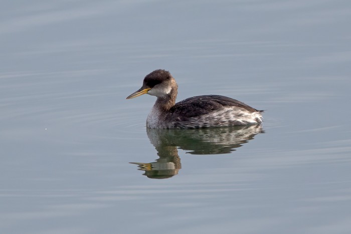 Red-necked Grebe