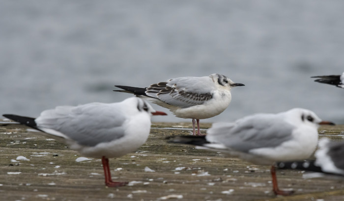 Bonaparte's Gull