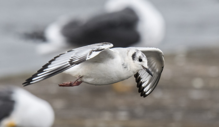 Bonaparte's Gull