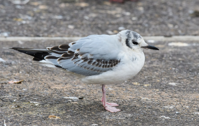 Bonaparte's Gull