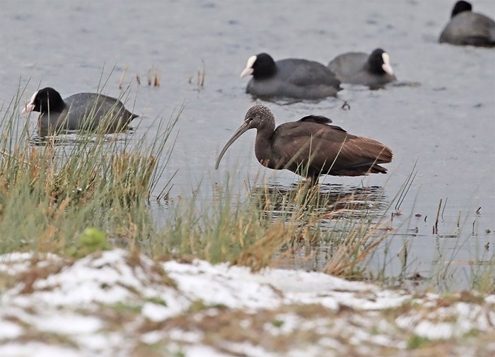 Glossy Ibis