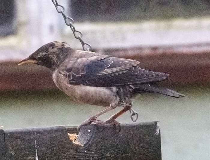 Rose-coloured Starling