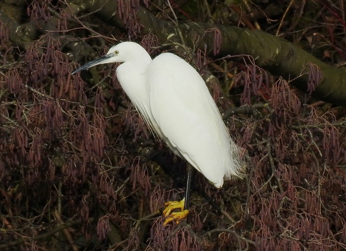 Little Egret