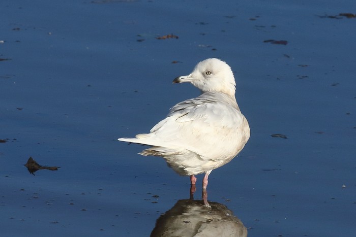 Iceland Gull