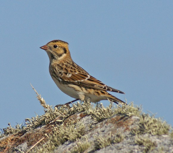 Lapland Bunting