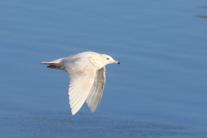 Iceland Gull