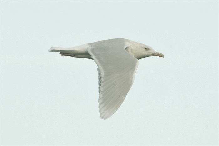 Glaucous Gull
