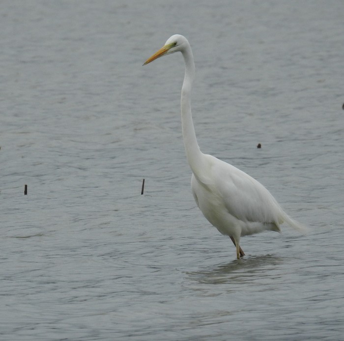 Great White Egret