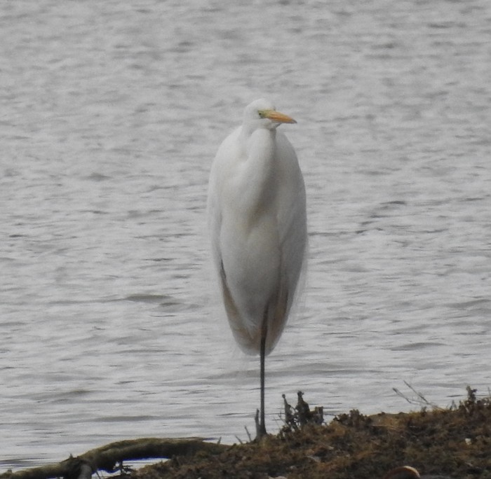 Great White Egret