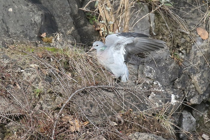 Stock Dove