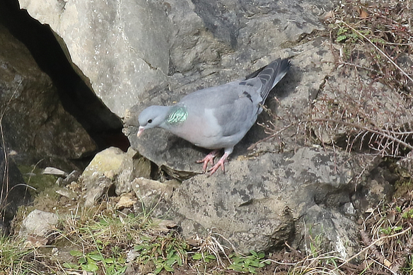 Stock Dove