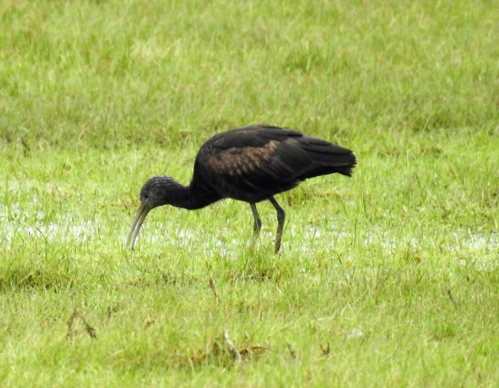 Glossy Ibis