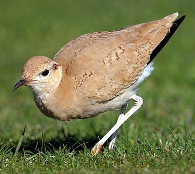 Cream-coloured Courser