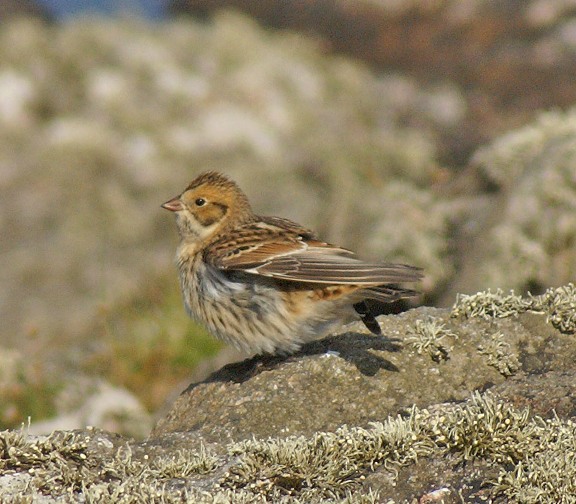 Lapland Bunting