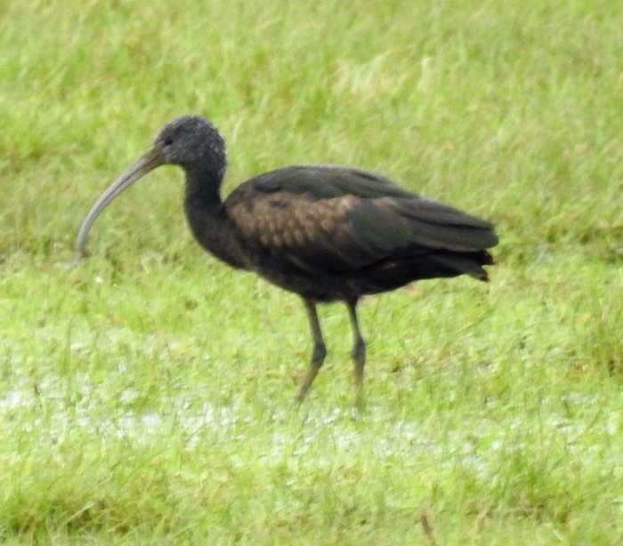 Glossy Ibis