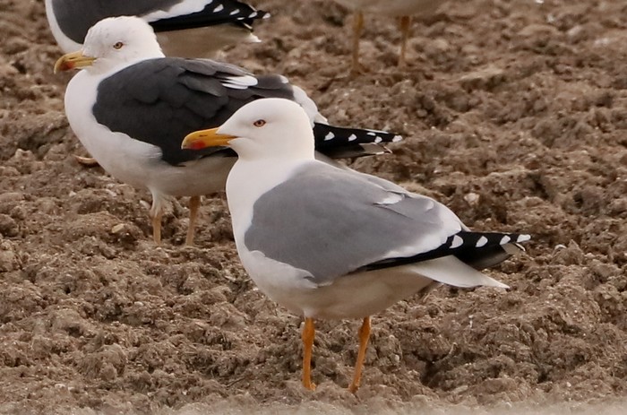 Yellow-legged Gull