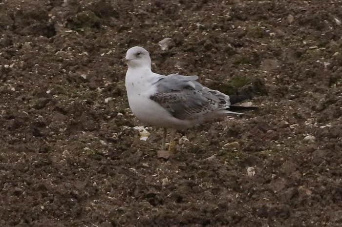 Yellow-legged Gull