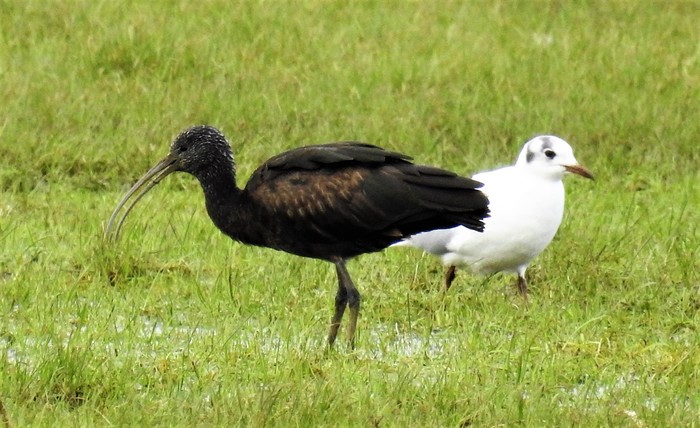 Glossy Ibis