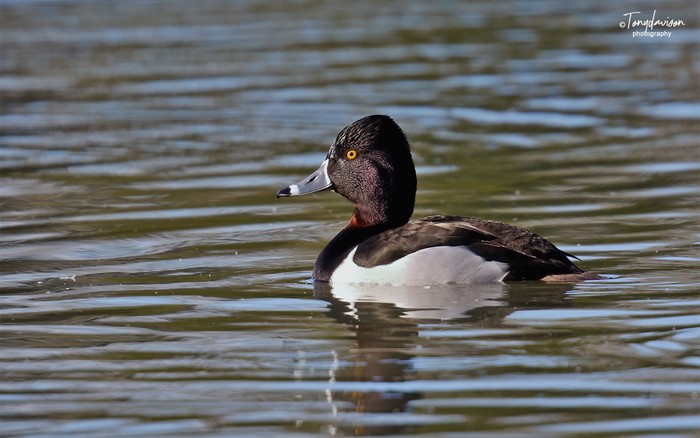 Ring-necked Duck