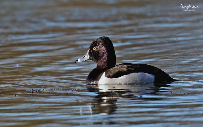 Ring-necked Duck