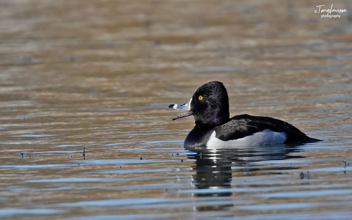 Ring-necked Duck