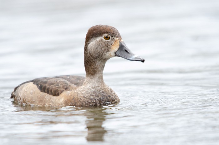 Ring-necked Duck