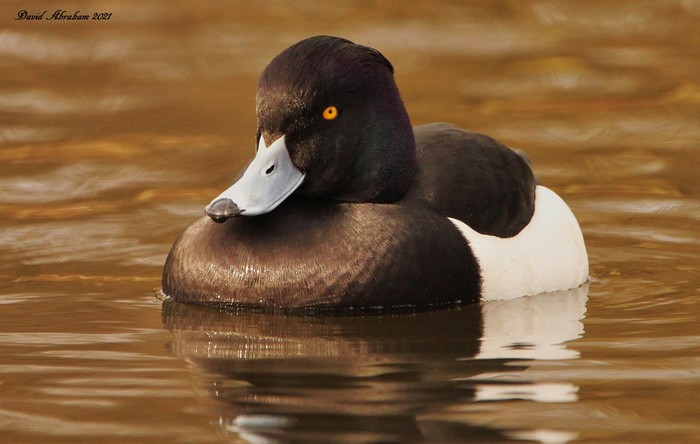 Tufted Duck