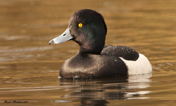 Tufted Duck 