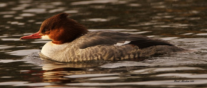 Goosander